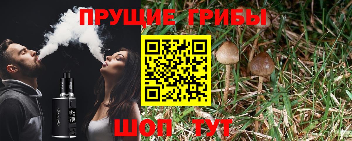 Псилоцибиновые грибы Psilocybe Борисоглебск
